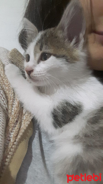 Tekir Kedi, Kedi  Hayruş fotoğrafı