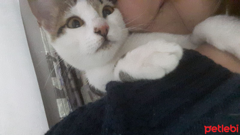 Tekir Kedi, Kedi  Hayruş fotoğrafı