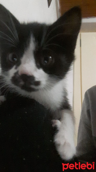 Tuxedo (Smokin) Kedi, Kedi  Dişsiz fotoğrafı