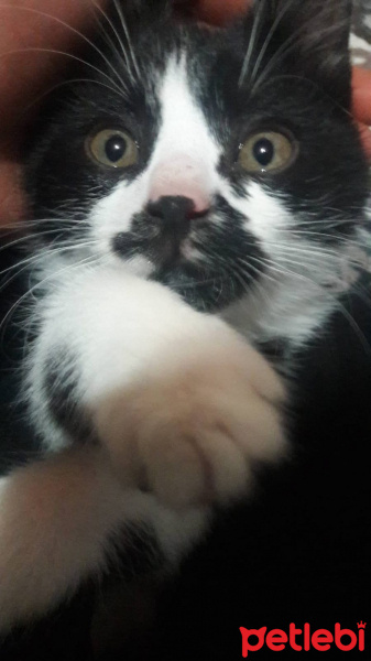 Tuxedo (Smokin) Kedi, Kedi  Dişsiz fotoğrafı