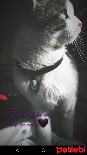 American Shorthair, Kedi  Arya fotoğrafı