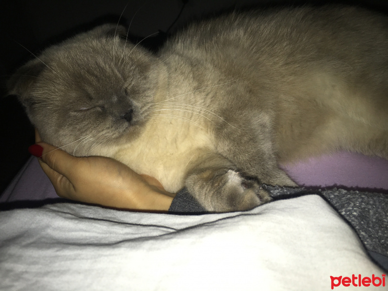 Scottish Fold, Kedi  Duman fotoğrafı