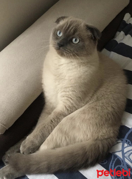 Scottish Fold, Kedi  Duman fotoğrafı