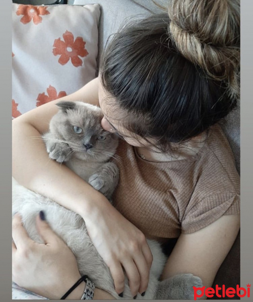 Scottish Fold, Kedi  Duman fotoğrafı