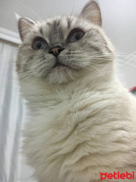 British Shorthair, Kedi  Şila fotoğrafı