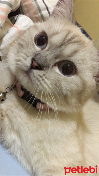 British Shorthair, Kedi  Şila fotoğrafı