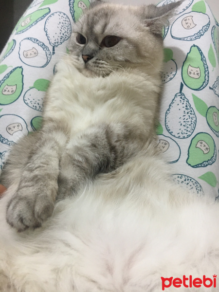 British Shorthair, Kedi  Şila fotoğrafı