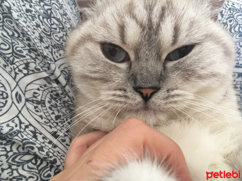 British Shorthair, Kedi  Şila fotoğrafı