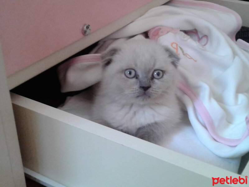 Scottish Fold, Kedi  Alex fotoğrafı