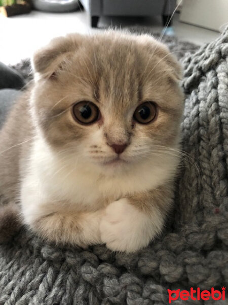 Scottish Fold, Kedi  Badem fotoğrafı