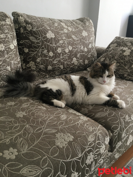 Tekir Kedi, Kedi  Mia fotoğrafı