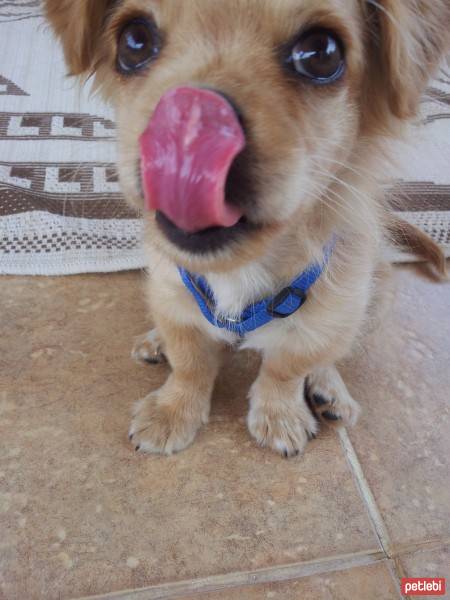 Pekingese, Köpek  Aşil fotoğrafı