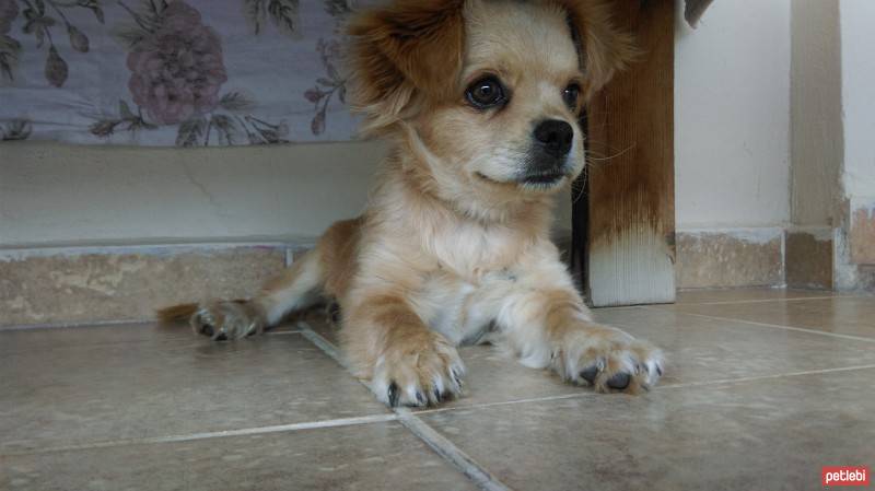 Pekingese, Köpek  Aşil fotoğrafı