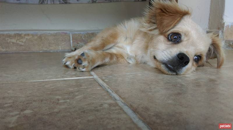 Pekingese, Köpek  Aşil fotoğrafı