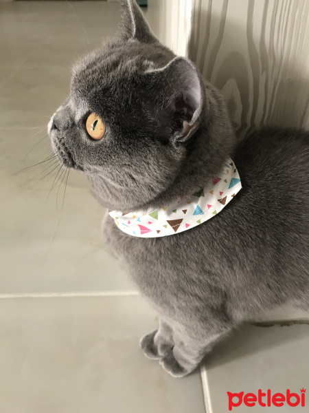 British Shorthair, Kedi  Ena fotoğrafı