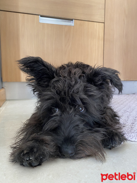 Minyatür Schnauzer, Köpek  El Chapo fotoğrafı