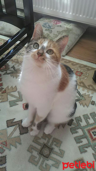 Tekir Kedi, Kedi  Xiu fotoğrafı