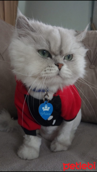 Chinchilla, Kedi  Leydi fotoğrafı