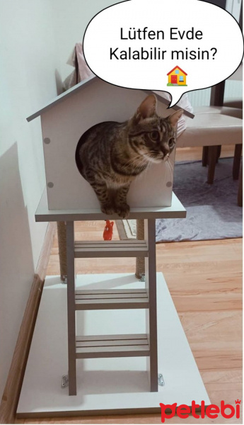 Tekir Kedi, Kedi  Çiçi fotoğrafı