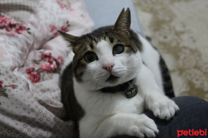 Tekir Kedi, Kedi  Sergen fotoğrafı