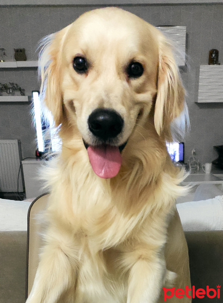 Golden Retriever, Köpek  Tango fotoğrafı