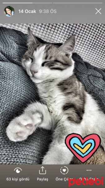 Tekir Kedi, Kedi  Mia fotoğrafı