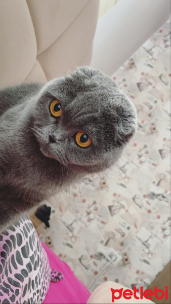 Scottish Fold, Kedi  Nazlı fotoğrafı