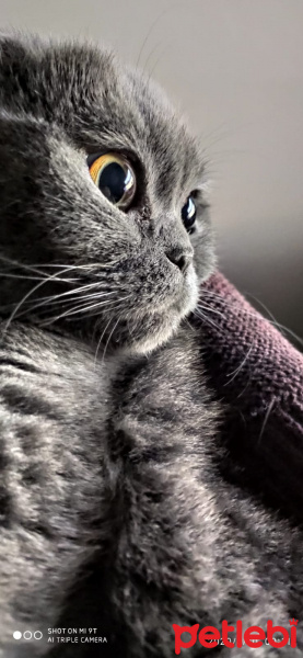 Scottish Fold, Kedi  Nazlı fotoğrafı