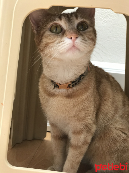 Tekir Kedi, Kedi  Sapsikpufyy fotoğrafı