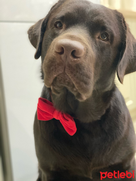 Labrador Retriever, Köpek  Aero fotoğrafı