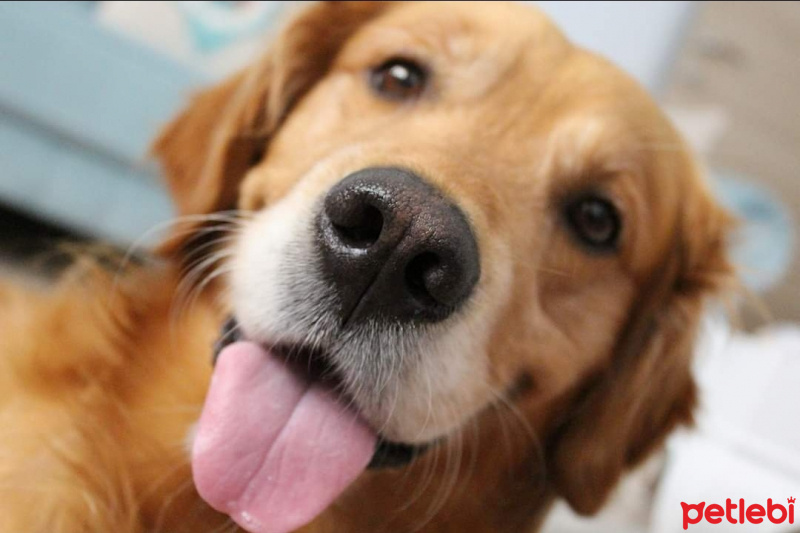 Golden Retriever, Köpek  Tarçın fotoğrafı