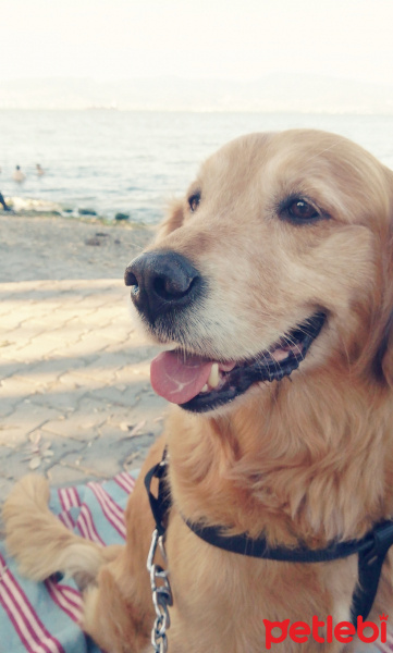 Golden Retriever, Köpek  Tarçın fotoğrafı