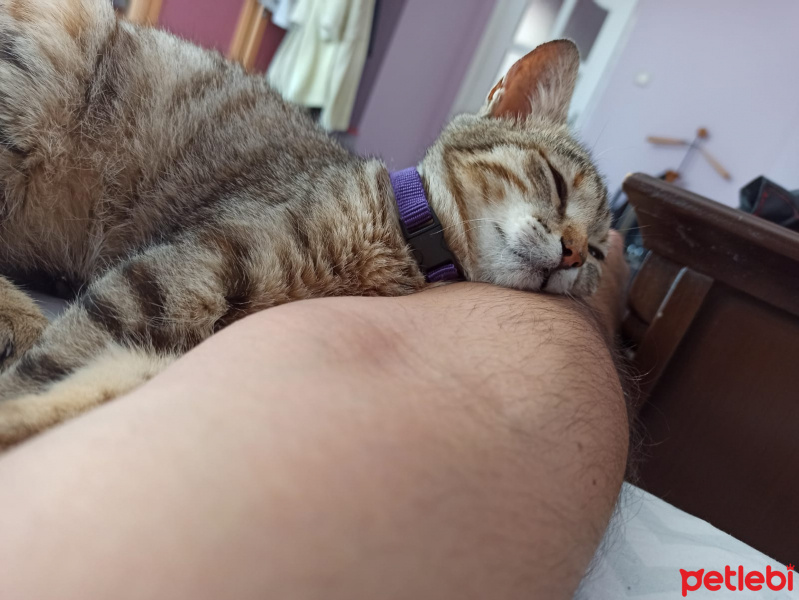Tekir Kedi, Kedi  molly fotoğrafı