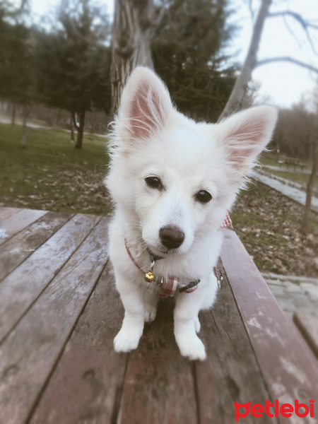 Pomeranyalı, Köpek  Maysa fotoğrafı