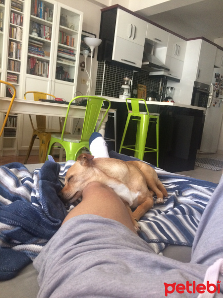 Chihuahua, Köpek  Ares fotoğrafı