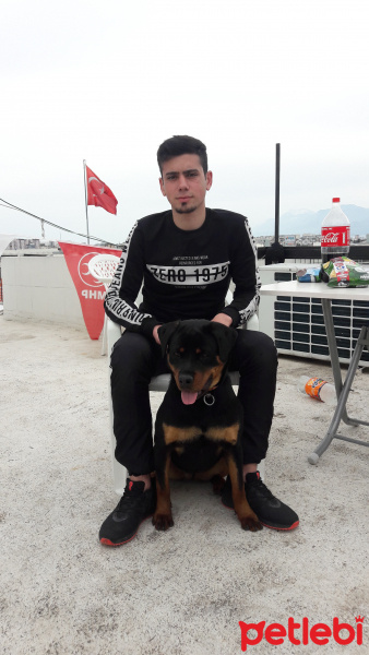 Rottweiler, Köpek  Zeyna fotoğrafı