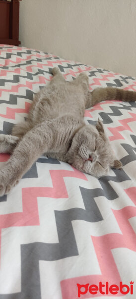 Scottish Fold, Kedi  Pati fotoğrafı