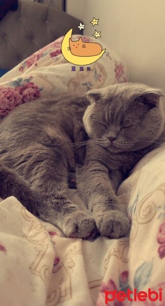 Scottish Fold, Kedi  Pati fotoğrafı