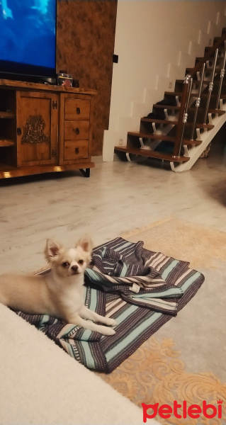 Chihuahua, Köpek  Snoopy fotoğrafı