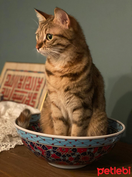 Tekir Kedi, Kedi  Fanta fotoğrafı