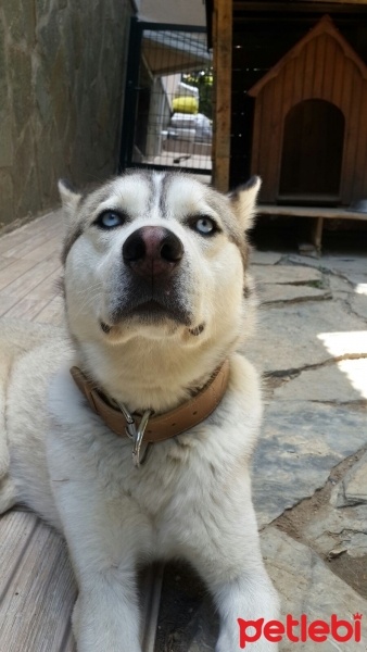 Sibirya Kurdu (Husky), Köpek  Cesur fotoğrafı