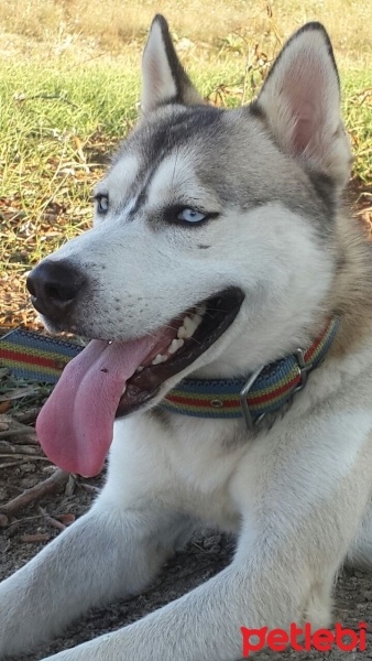 Sibirya Kurdu (Husky), Köpek  Cesur fotoğrafı