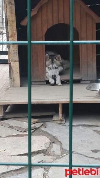 Sibirya Kurdu (Husky), Köpek  Cesur fotoğrafı