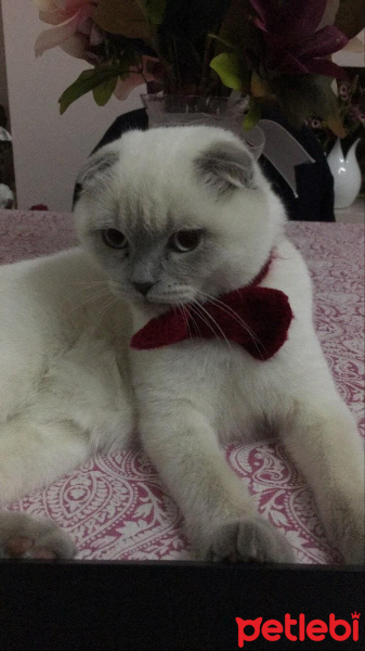 Scottish Fold, Kedi  SAKIZ fotoğrafı