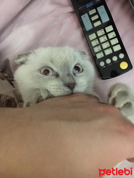 Scottish Fold, Kedi  SAKIZ fotoğrafı