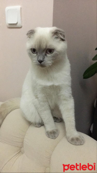 Scottish Fold, Kedi  SAKIZ fotoğrafı