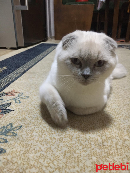 Scottish Fold, Kedi  SAKIZ fotoğrafı