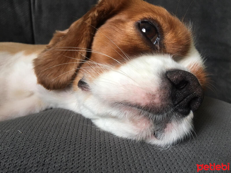 Cavalier King Charles Spanieli, Köpek  Aristoteles fotoğrafı