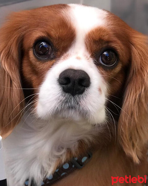 Cavalier King Charles Spanieli, Köpek  Aristoteles fotoğrafı