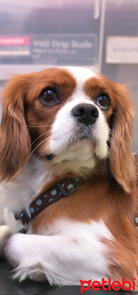 Cavalier King Charles Spanieli, Köpek  Aristoteles fotoğrafı